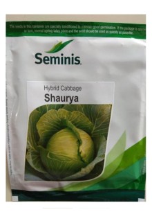 SHAURYA Cabbage